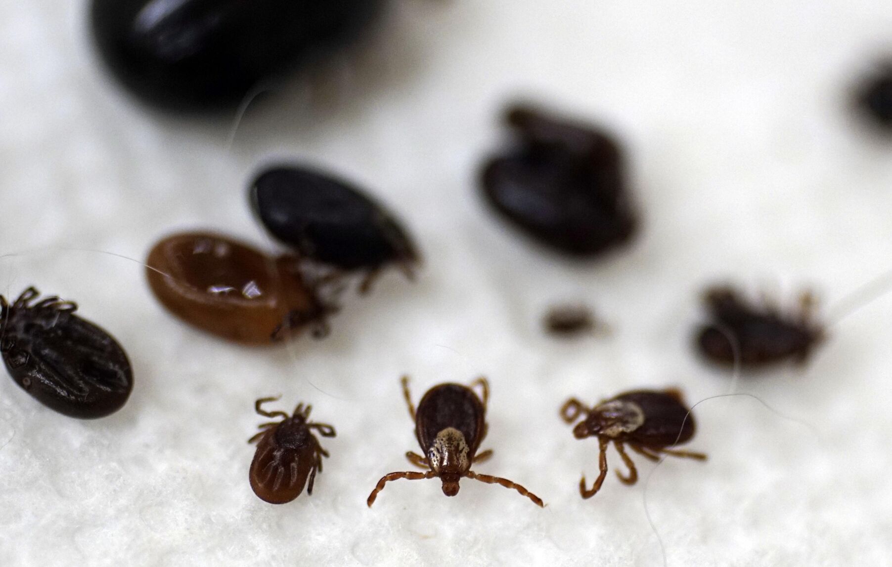 TICKS